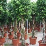 FICUS NITIDA