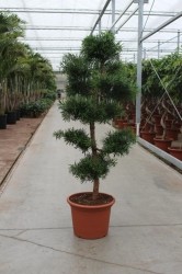 PODOCARPUS MACROPHYLLA