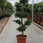 PODOCARPUS MACROPHYLLA