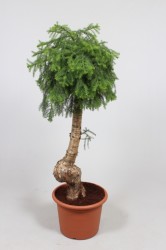 ArCu45Bo
