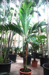 Areca vestiaria