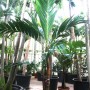 Areca vestiaria