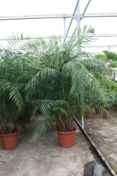 Chamaedorea hooperiana