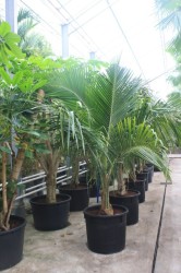 Cocos nucifera