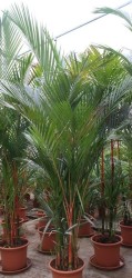 Cyrtostachys renda