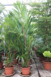 Cyrtostachys renda