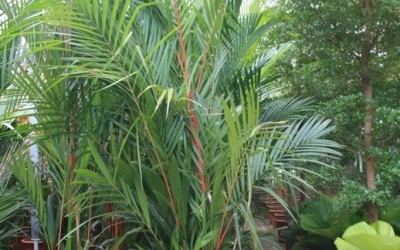 Cyrtostachys renda