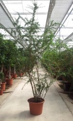 Ehretia microphylla