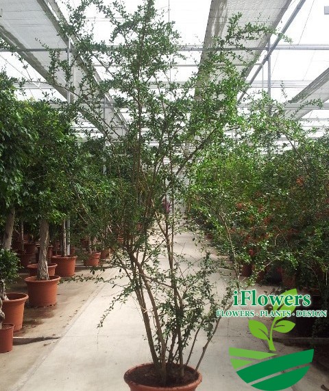 Ehretia microphylla