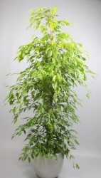FICUS 'GOLDEN MONIQUE'