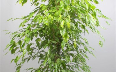 FICUS 'GOLDEN MONIQUE'
