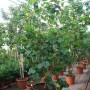 Hibiscus Tiliaceus