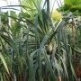 Pandanus tectorius
