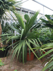 Pandanus utilis