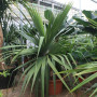 Pandanus utilis