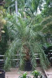 Phoenix hanceana
