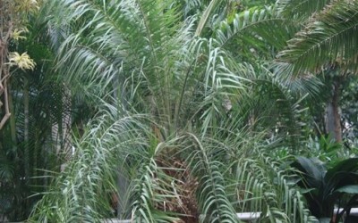 Phoenix hanceana