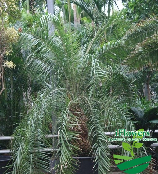 Phoenix hanceana
