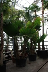 Pritchardia
