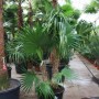 Thrinax radiata