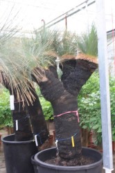 Xanthorrhoea glauca