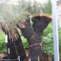 Xanthorrhoea glauca