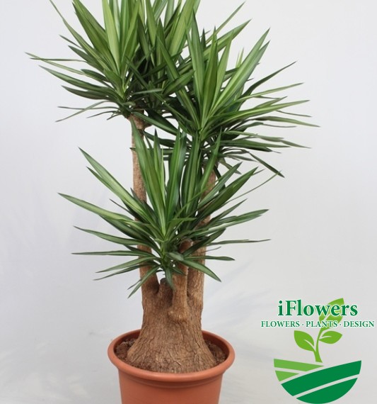 Yucca_Elmila