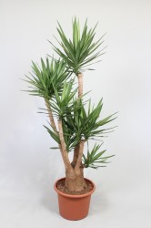 Yucca Elmila