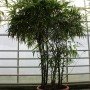Bambusa ventricosa