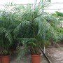 Chamaedorea hooperiana