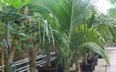 Cocos nucifera
