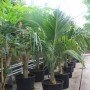 Cocos nucifera