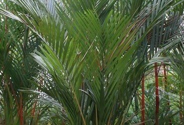 Cyrtostachys renda