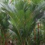 Cyrtostachys renda
