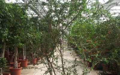 Ehretia microphylla