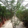 Ehretia microphylla