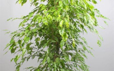 FICUS 'GOLDEN MONIQUE'