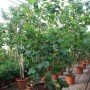 Hibiscus Tiliaceus