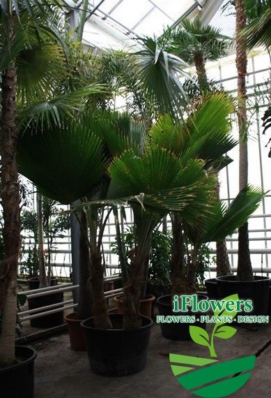 Pritchardia