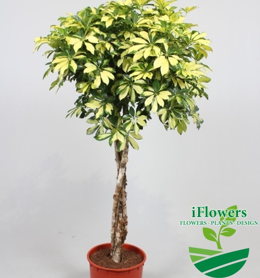 Schefflera arboricola ‘Trinette’