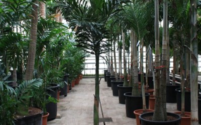 Wodyetia bifurcata