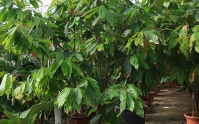 Теоброма какао (Theobroma cacao) 2