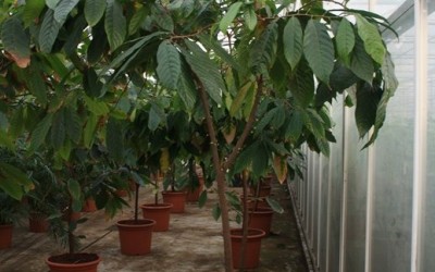 Теоброма какао (Theobroma cacao)