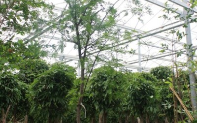 Acasia chloriophylla