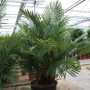 Arenga englerii