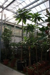 Barringtonia racemosa