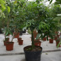 Bombax Glabra