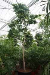 Bulnesia arborea