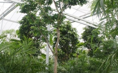 Bulnesia arborea