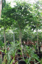 Bulnesia arborea